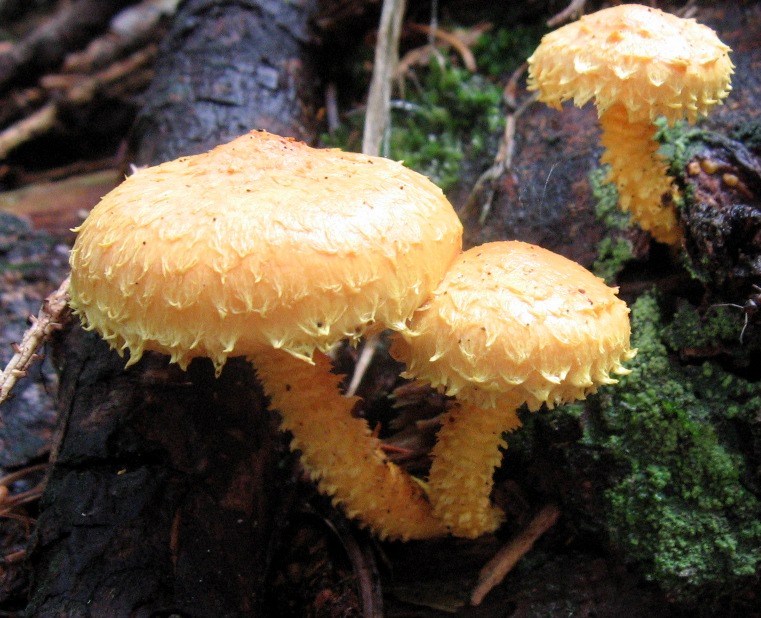 Bosco di abeti sulle Dolomiti, 1700 m